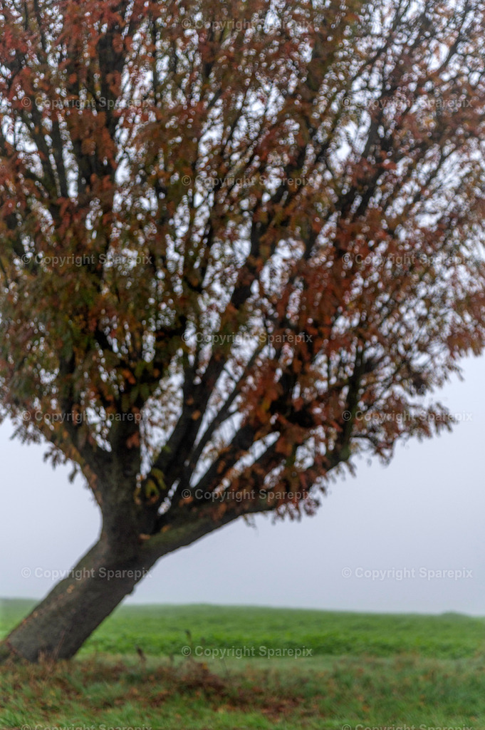 CRO_Autumn_Trees33_Bokeh | sparepix - Realisiert mit Pictrs.com