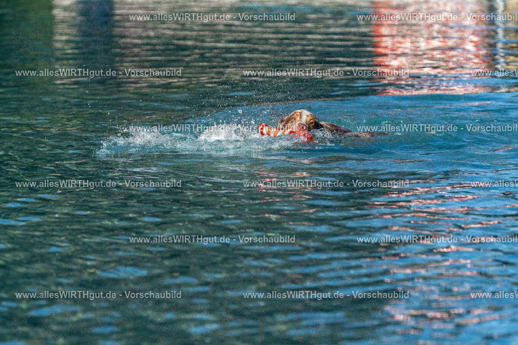 Hundeschwimmen_Volksbad_2026-allesWIRTHgut_Tierfotografie-2609061034-FAY05947 | Professionelle Tierfotografie in Mönchengladbach von Daniel Wirth (allesWIRTHgut). Liebevolle & natürliche Bilder von Hunden & Katzen für unvergessliche Erinnerungen.