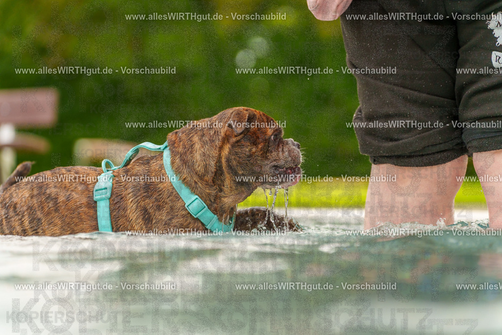 Hundeschwimmen_Grefrath_2026-allesWIRTHgut_Tierfotografie-11_40-7R503422 | Professionelle Tierfotografie in Mönchengladbach von Daniel Wirth (allesWIRTHgut). Liebevolle & natürliche Bilder von Hunden & Katzen für unvergessliche Erinnerungen.