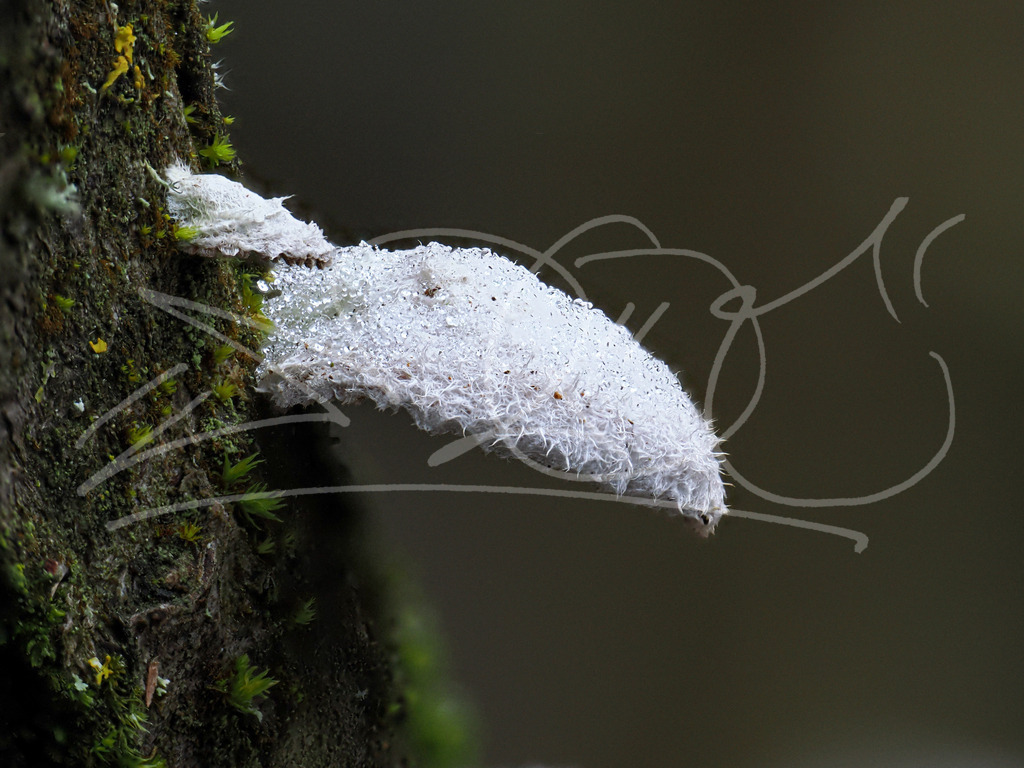 PC280283 | Naturschönheiten aus Deutschland. Pflanzen und Tiere, Insekten und Naturschauspiele. Alle schönen Details, die uns umgeben, fotografiert von Michi Moc.  - Realisiert mit Pictrs.com