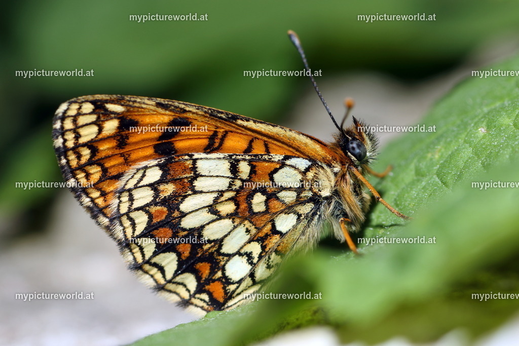Melitaea aurelia-007 | Das Bilderarchiv über Tiere, Planzen und Landschaften. In der Bilddatenbank finden Sie ein große Auswahl an hochwertigen Bilder für Ihre Werbung - Realisiert mit Pictrs.com