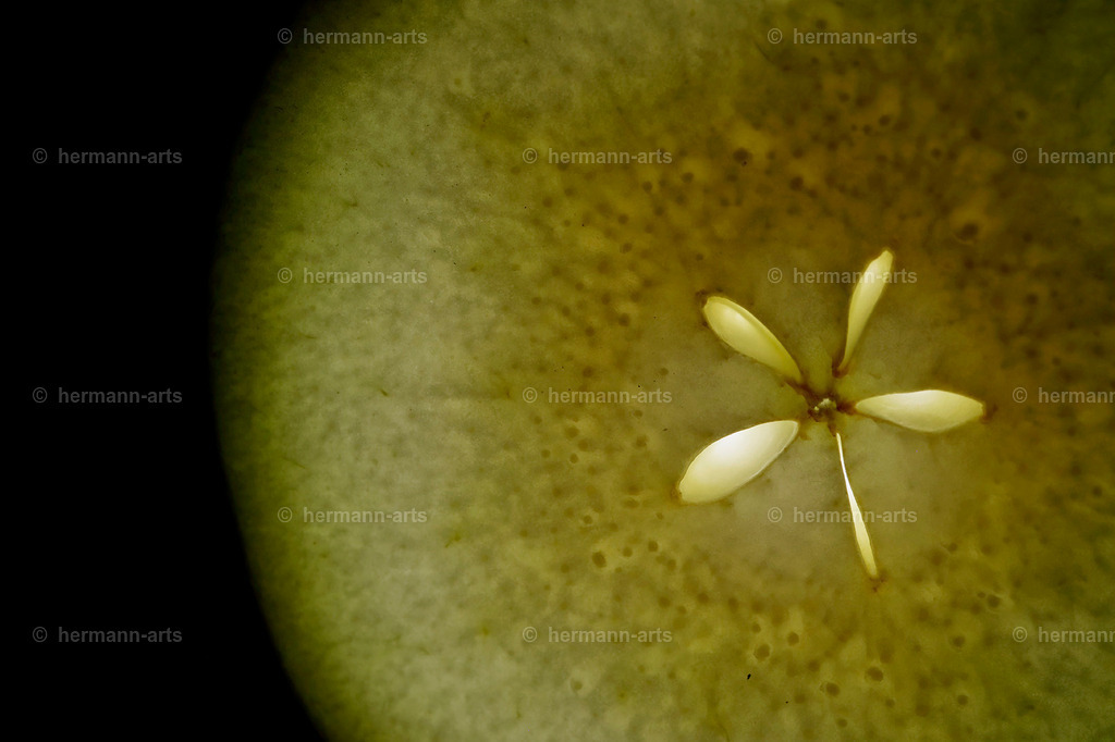 Fruits-Art-001 | Photo Foto Kunst Art schwarzweiss Bilder Rheine Münster Berlin Blumen 