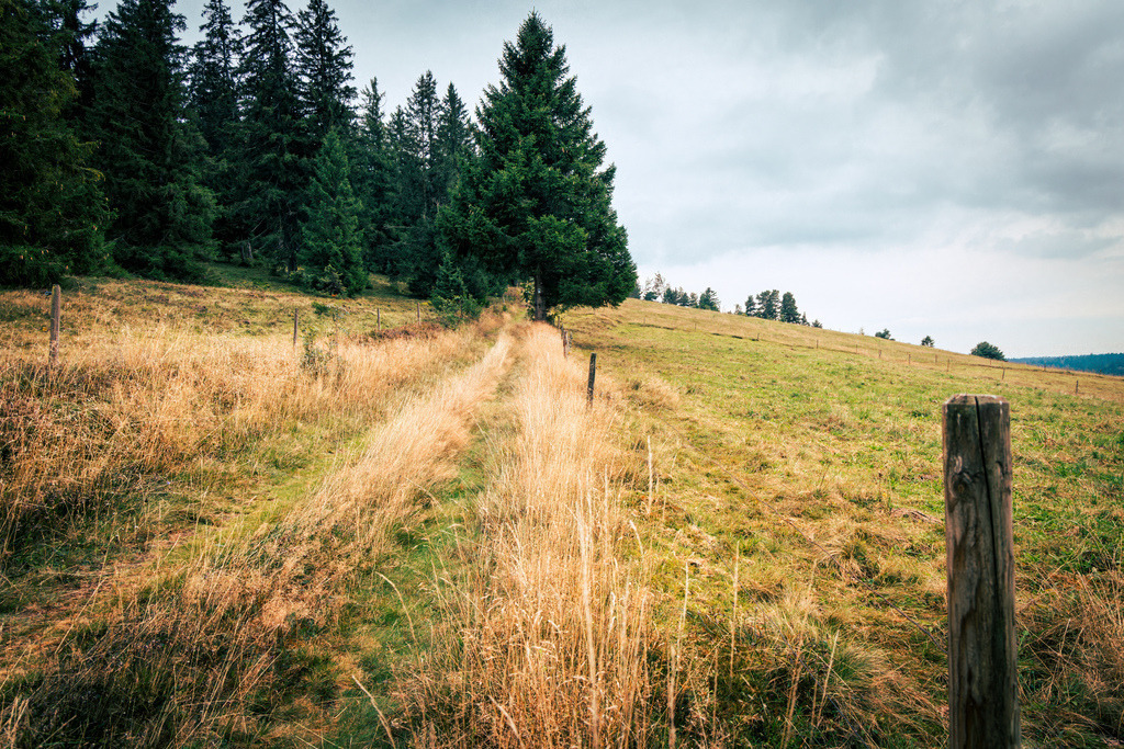 Eine typische Landschaft im Schwarzwald,Todtmoos,Nadelbäume,sanfte Hügel | Eine typische Landschaft im Schwarzwald (Baden-Württemberg, Deutschland).Der Bildausschnitt fängt eine charakteristische Hochfläche bzw. Weidelandschaft (Grindenlandschaft) ein. Zu sehen ist ein naturbelassener Wiesenweg, der flankiert von Weidezäunen und vereinzelten Nadelbäumen (Fichten) sanft einen Hügel hinauf führt, unter einem wolkenverhangenen, atmosphärischen Himmel. Ein solches Landschaftsbild ist repräsentativ für beliebte Wanderregionen im Hochschwarzwald, wie etwa entlang des bekannten Schluchtensteigs oder in der Umgebung von Bernau und Todtmoos. - Realisiert mit Pictrs.com