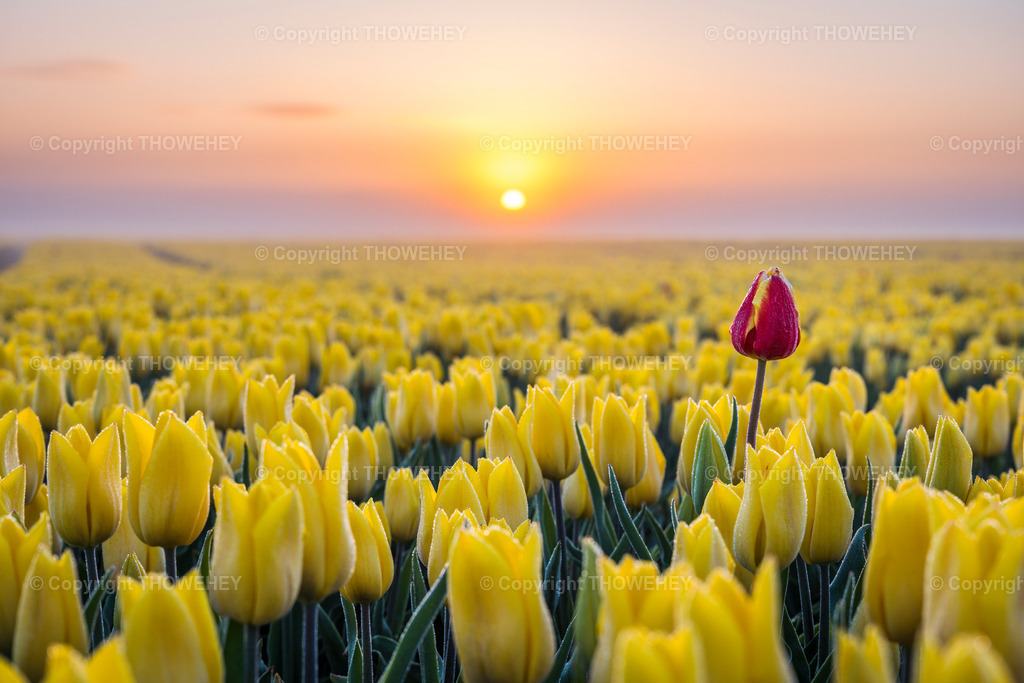 _1034033 | thowehey - Realisiert mit Pictrs.com