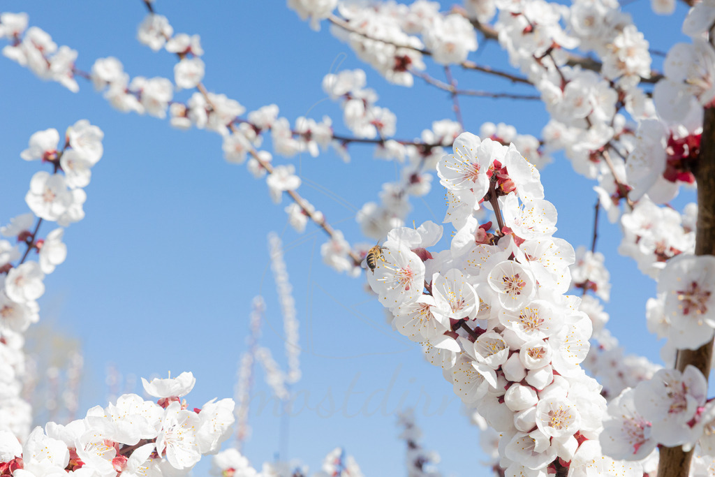 Marillenblüte Wachau | Ihre Fotografin im Lungau, ihre Fotografin im Mostviertel, Wandbilder Onlineshop, Imagefotos für Ihr Unternehmen,  - Realisiert mit Pictrs.com