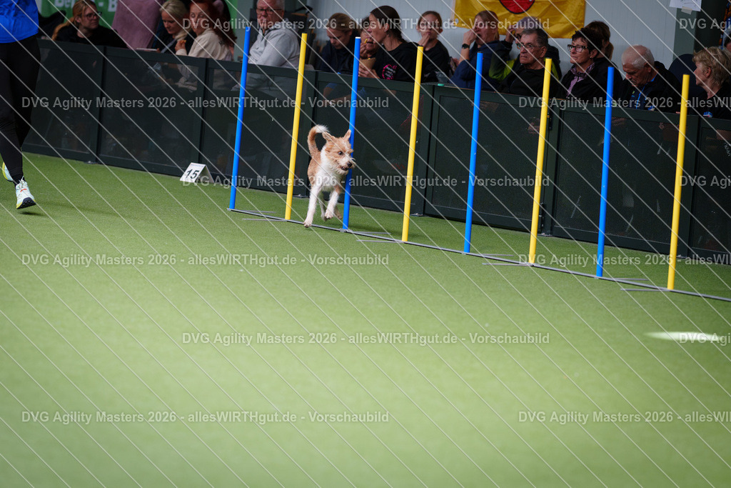allesWIRTHgut_Tierfotografie-DVG_Agility_Masters_2026-11_21-7R505678 | Professionelle Tierfotografie in Mönchengladbach von Daniel Wirth (allesWIRTHgut). Liebevolle & natürliche Bilder von Hunden & Katzen für unvergessliche Erinnerungen.