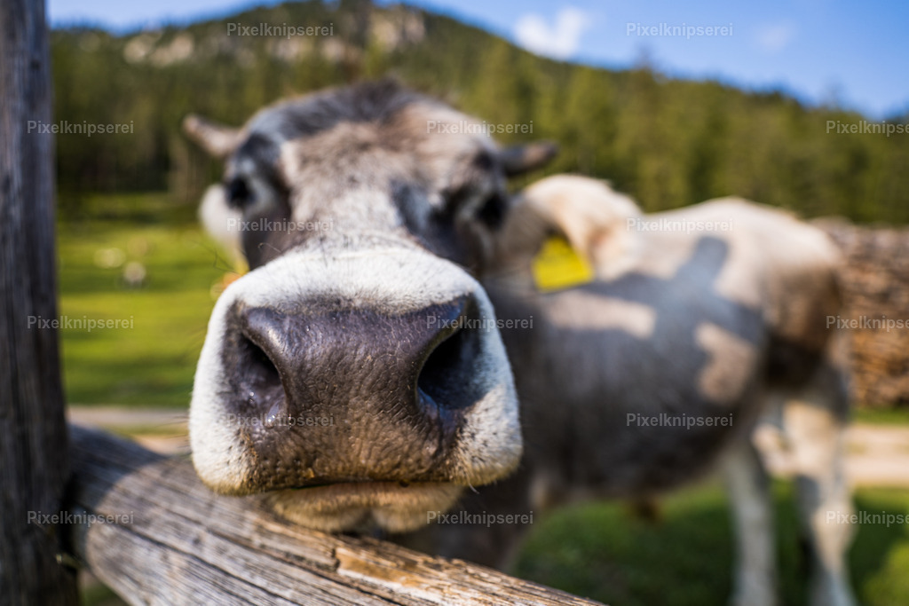 Hans | Fotograf Tirol Imst Pixelknipserei - Realisiert mit Pictrs.com