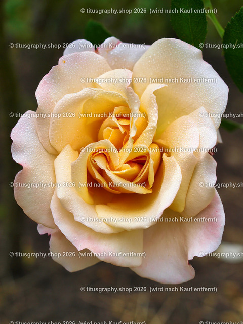titusgraphy_P6291917-vz-ln | titusgraphy-shop: Geschenkideen mit Qualitätsfotos. titusgraphy-shop: gift ideas with quality photos. titusgraphy-shop: idées cadeaux avec photos de qualité.  - Realisiert mit Pictrs.com