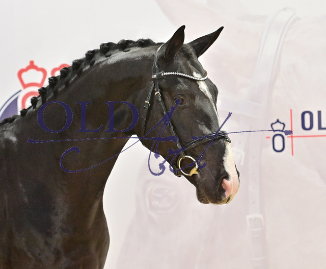 31 DE418180171620 HM Tobago Z - Converter - Argentinus_a | <meta name="description" content="★Offizieller Merchandise und Foto-/Videostore des Oldenburger Verbandes.★ ✅Jetzt auch digital Ausdrucke erhältlich." />
<meta name="keywords" content="Merchandise Foto-/Videostore Oldenburger Verband Photographie 