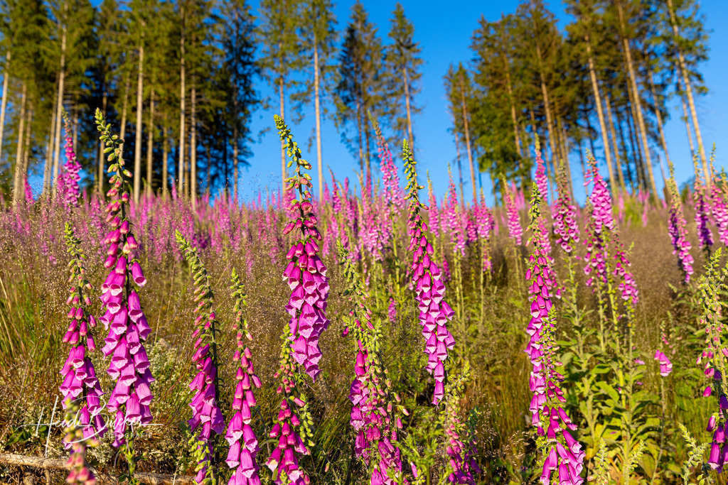 Roter Fingerhut | Roter Fingerhut - Realisiert mit Pictrs.com