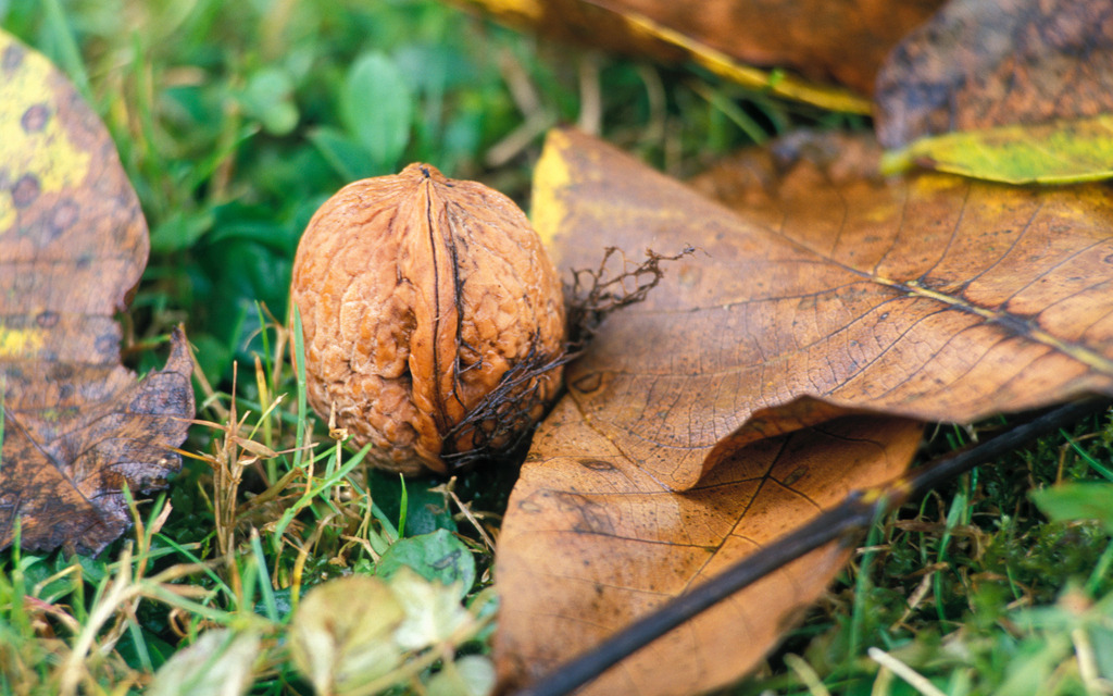 Walnuss zwischen Laub liegend | Austria -  2009: Walnuss zwischen Laub liegend. - Realisiert mit Pictrs.com