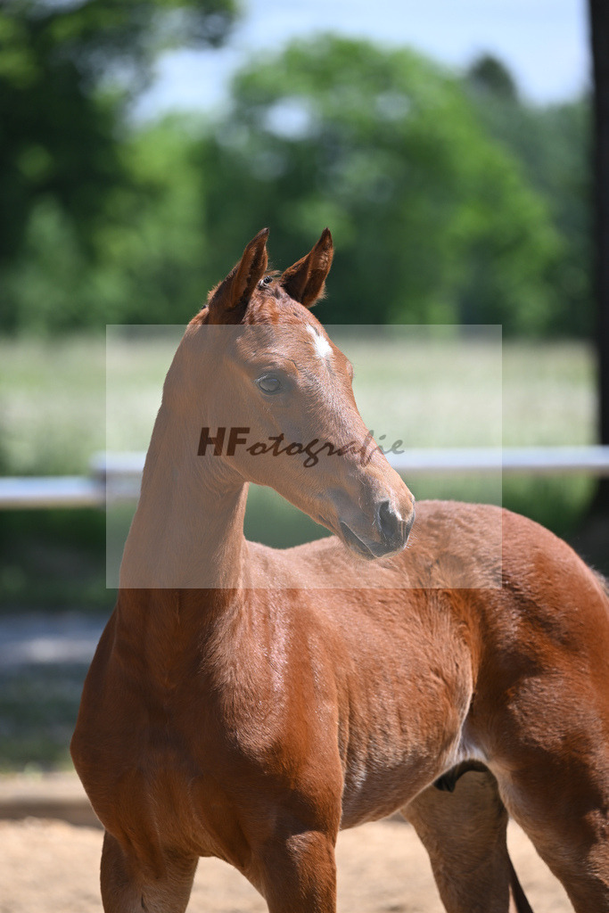 Kat-Nr. 24 HF Baggio_Schindele_14230568 | hf-fotografie - Realisiert mit Pictrs.com