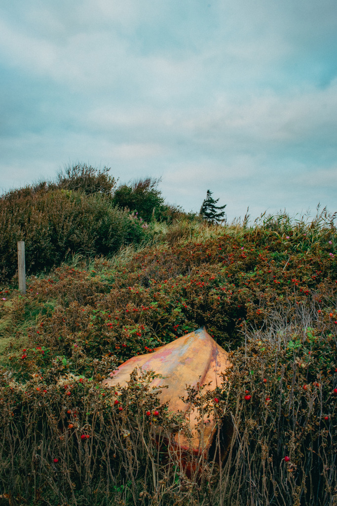 Boot im Gestrüpp | Landschaftsbilder-MV - Realisiert mit Pictrs.com