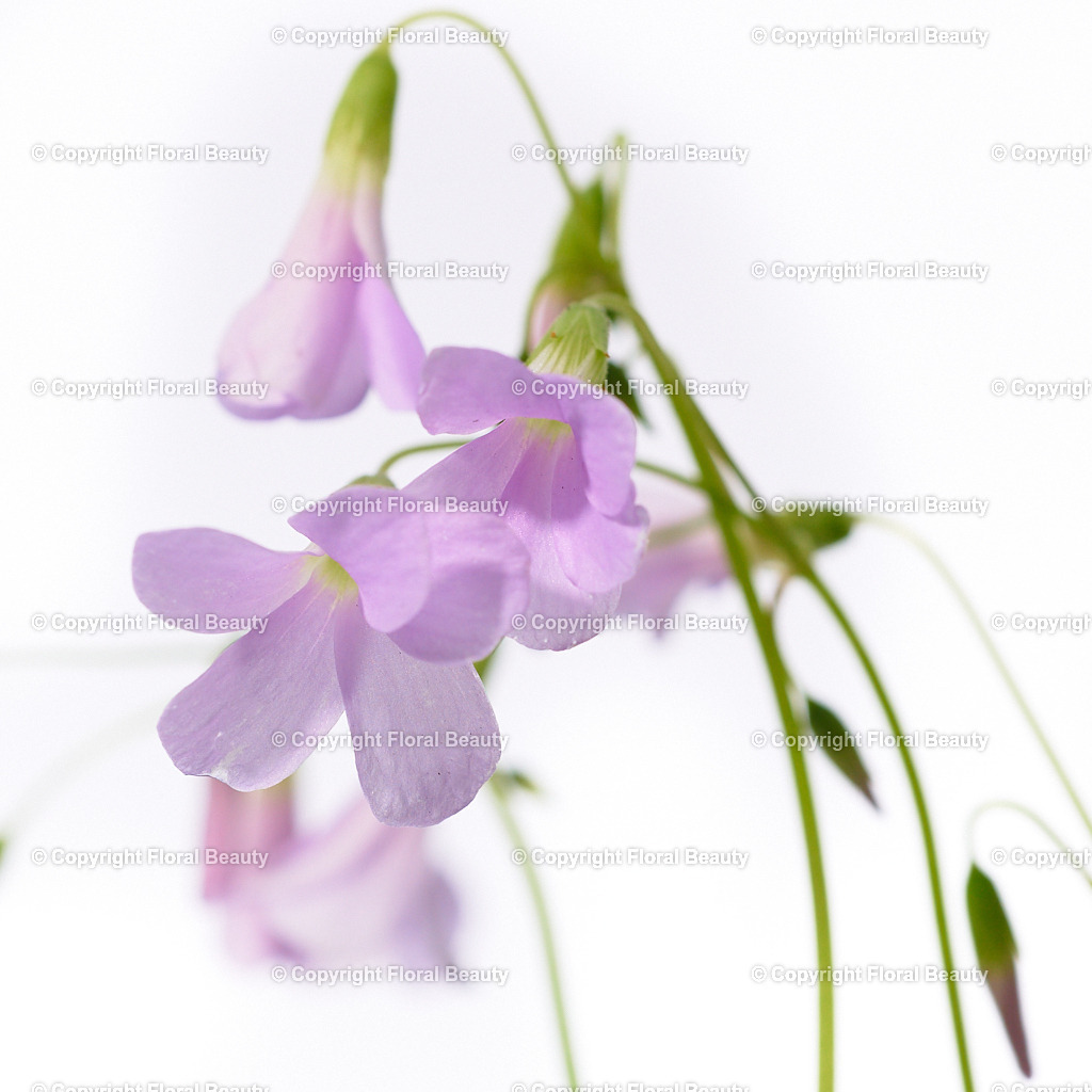 feine-Blueten-closeup | Onlineshop für hochwertige Wandbilder. Bei uns findet ihr selbstgestaltete Blumenmotive. Das perfekte Geschenk, als Praxisdeko oder die eigene Wohnung. Alle künstlerischen Blumenfotos sind auf Leinwand, FineArtPrint, Kunstdruck und vielem mehr zu erwerben - Realisiert mit Pictrs.com