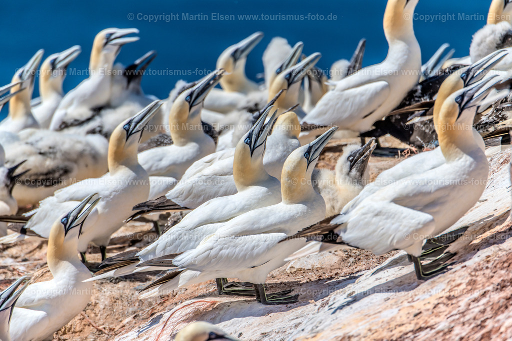 Helgoland Bastölpel_ELS_3357030818 | Helgoland - Aufnahmedatum: 03.08.2018, Aufnahmehöhe:  m, Koordinaten:  - , Bildgröße: 8256 x  5504 Pixel - Copyright 2018 by Martin Elsen, Kontakt: Tel.: +49 157 74581206, E-Mail: info@schoenes-foto.deSchlagwörter:Schleswig-Holstein,Landkreis Pinneberg,Düne,Hochseeinsel,Börteboote,Meer,Küste,Halunder,Oberland,Unterland,Strand,Seehunde,Robben,Lange Anna,Felsen,Roter Felsen,Luftbild,Luftbilder,Bastölpel - Realisiert mit Pictrs.com