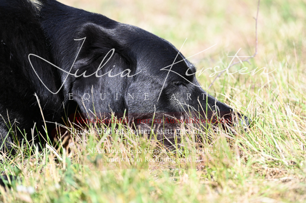 DSC_1809 | Pferde- und Turnierfotografie in Westsachsen. Pferdeportraits, Auftragszeichnungen und intuitive Kunst.