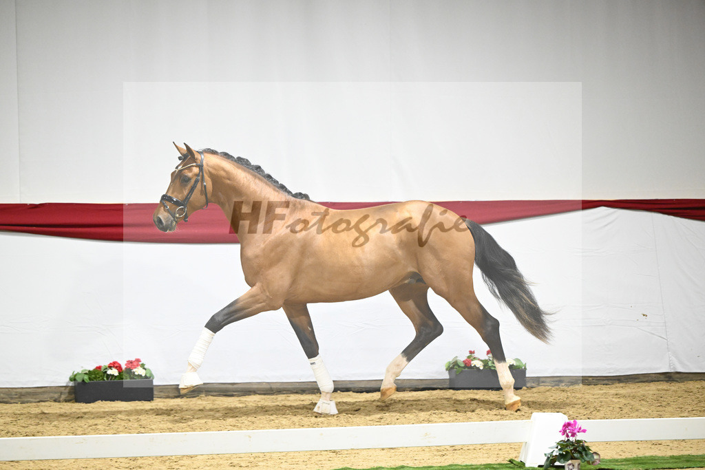 Kat-Nr. 54 v. Vaderland_Rakelbusch_63221568 | hf-fotografie - Realizzato con Pictrs.com