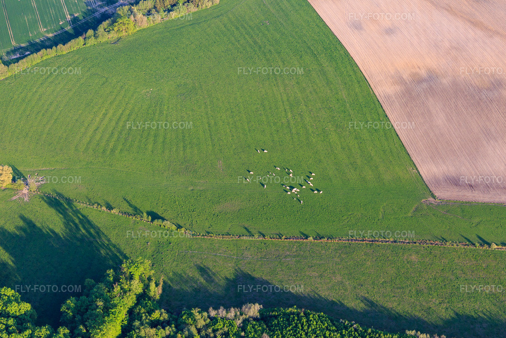 Aerial view: Charolais cattle on a green pasture in Gosselming in the state Moselle, France. – Photo: IMG_146144.jpg taken on 05/01/2025 by Werner Riehm/FLY-FOTO.com – Resolution of the original: 5472 x 3648 px
