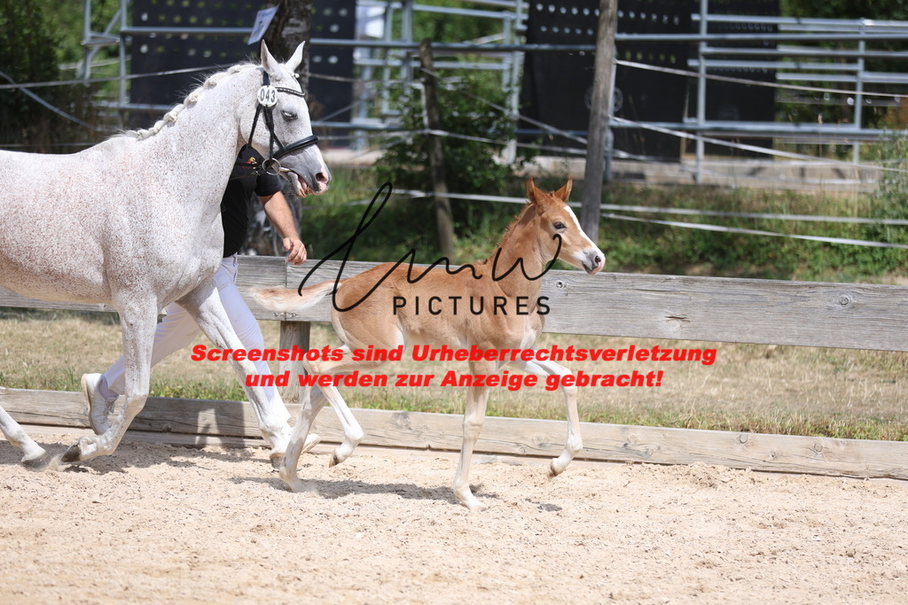 Fohlenschau_Schwäbisch_Hall_Ponys_KN 43_10 | lmwpictures - Realisiert mit Pictrs.com