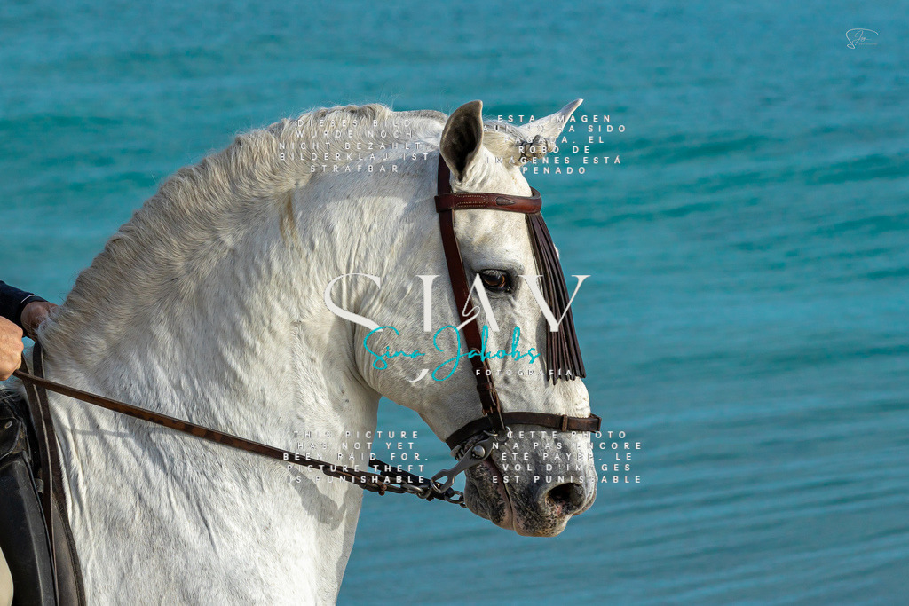 IMG_2457 | s-jay-photography - Realisiert mit Pictrs.com