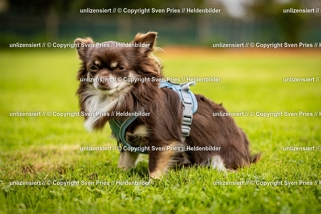 Sven Pries | 2024-09-22 - Hunderennen Baden-BadenPudelverein - Realisiert mit Pictrs.com