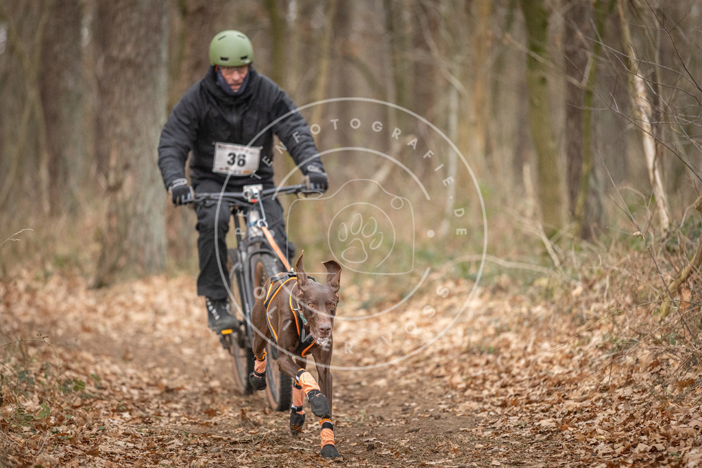 Pfotenfotografie_DV3A0053 | Hundefotografie, Tierfotograf, Pfotenfotografie, Fotoshooting Hund, Hunde Portrait, Hundesport, Hundeportraits, Heideshooting, Hunde, Sportfotograf, Hundefotograf, Turnierhundsport, THS,  - Realisiert mit Pictrs.com