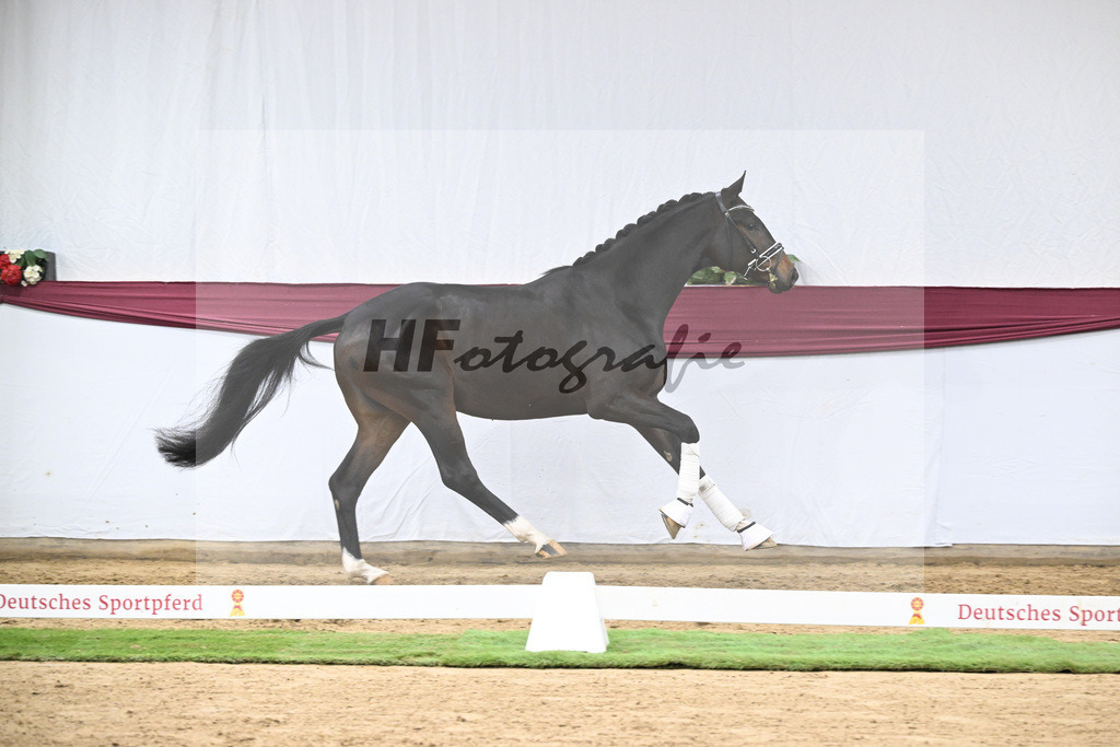 Kat-Nr. 127 Fair Deal x Sir Donnerhall I_Dr. Sarah Brendl_47254224 | hf-fotografie - Realisiert mit Pictrs.com