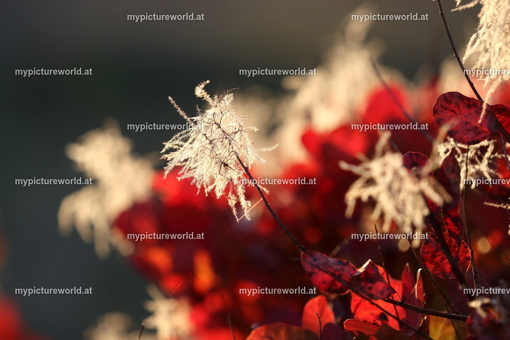 Perückenstrauch-017 | Das Bilderarchiv über Tiere, Planzen und Landschaften. In der Bilddatenbank finden Sie ein große Auswahl an hochwertigen Bilder für Ihre Werbung - Realisiert mit Pictrs.com