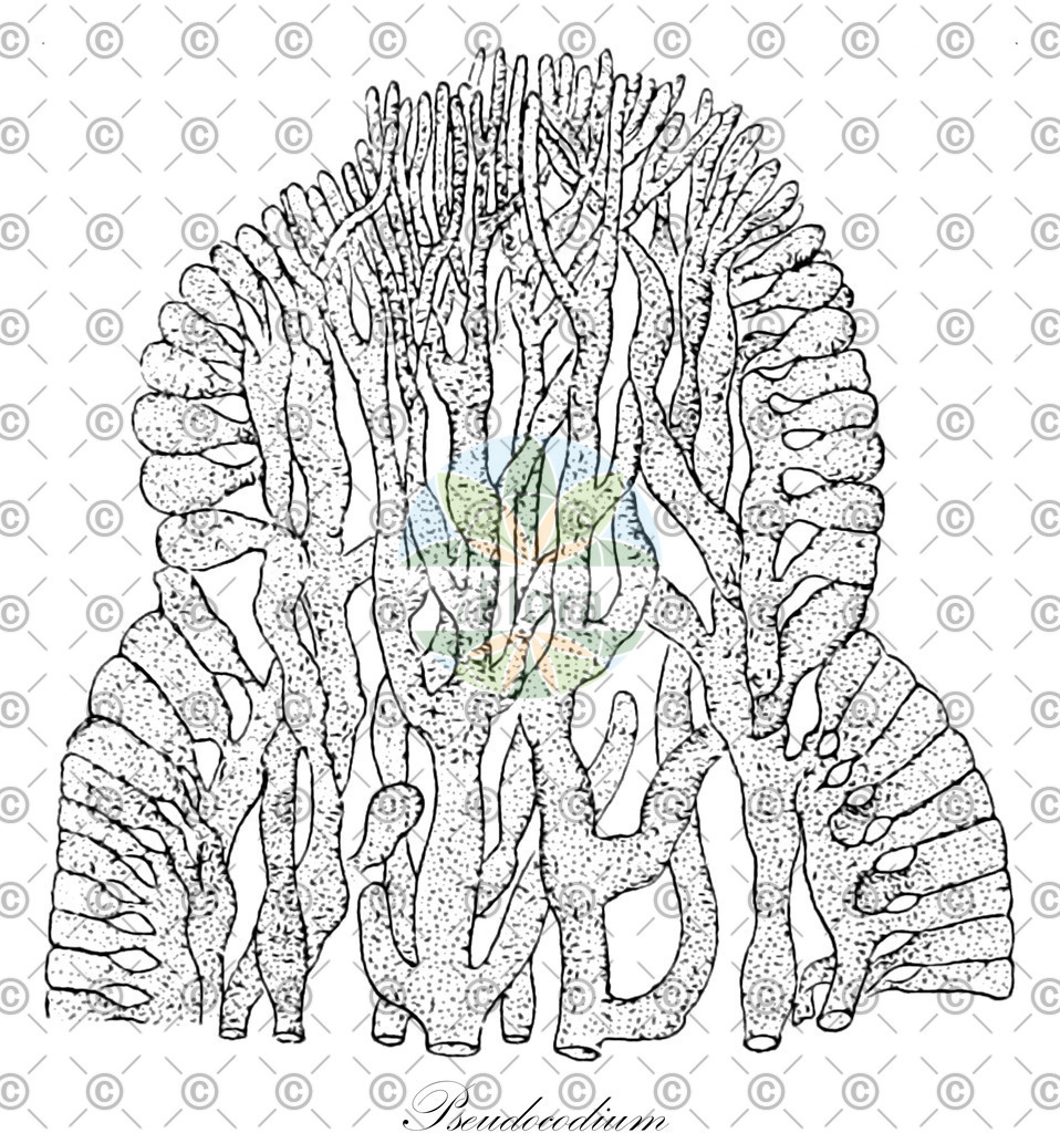 HistAbb_wfo-0000396467_1_ENZY_Simple | Historische Abbildung von Pseudocodium - Pseudocodiaceae (0) | Historical Illustration of Pseudocodium - Pseudocodiaceae (0)