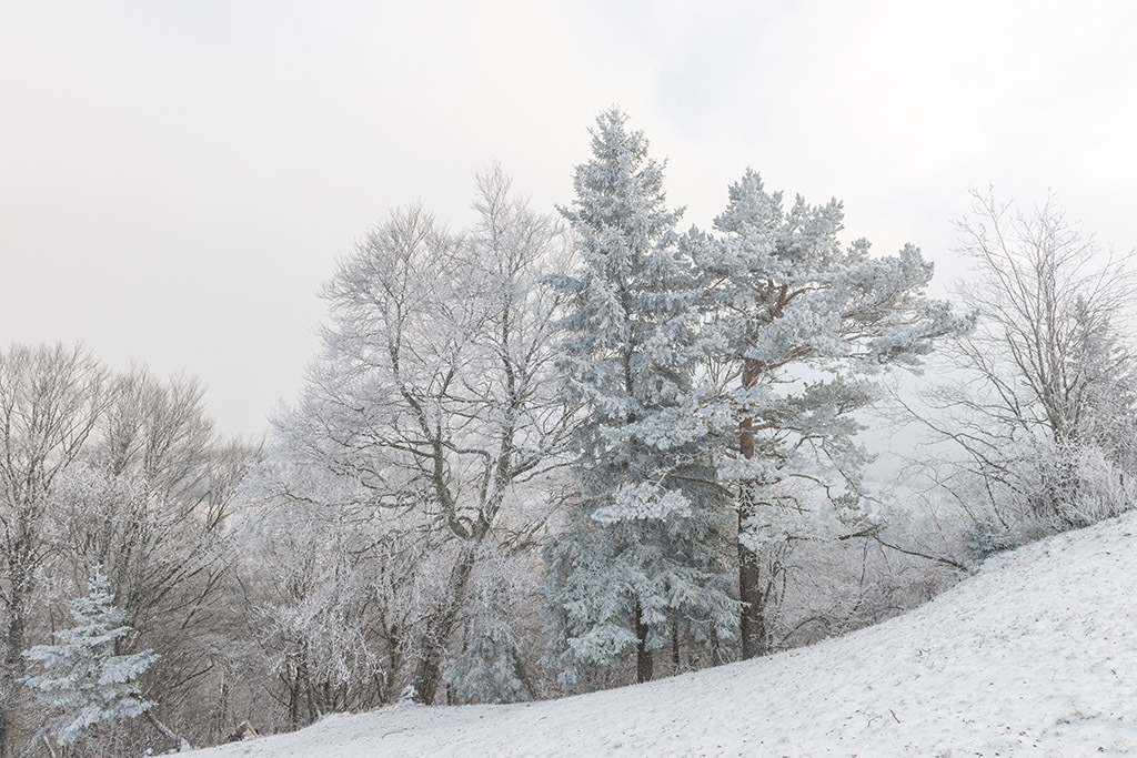 Raureif auf Bäumen | im Winter. - Realisiert mit Pictrs.com