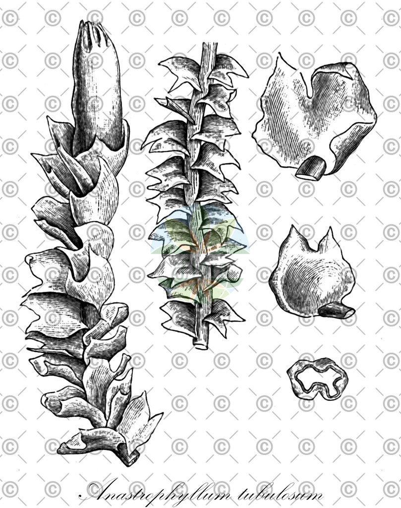 HistAbb_wfo-0001197654_1_ENZY_Simple | Historische Abbildung von Anastrophyllum tubulosum - Anastrophyllaceae | Historical Illustration of Anastrophyllum tubulosum - Anastrophyllaceae