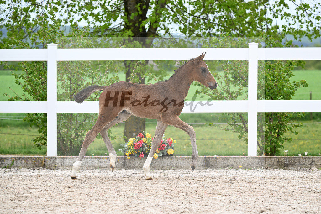 Kat-Nr. 27 HF St. Noble x Sezuan_Fetzer_23260882 | hf-fotografie - Realisiert mit Pictrs.com