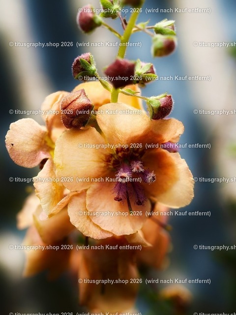 titusgraphy_P6100572-vz-ln_pe | OLYMPUS DIGITAL CAMERA - Realisiert mit Pictrs.com