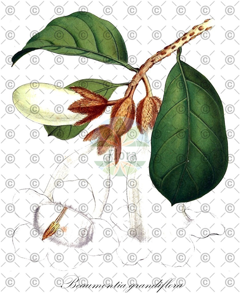 HistAbb_wfo-0000321708_2_ENZY_Simple | Historische Abbildung von Beaumontia grandiflora - Apocynaceae | Historical Illustration of Beaumontia grandiflora - Apocynaceae