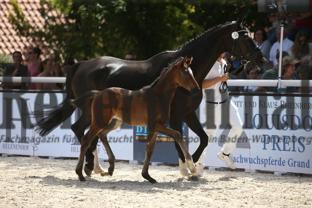 Fohlenchampionat_Birkhof_2022_Dressurbetonte_Stutfohlen_KN_54 (16) | Alle Fotos der Reiterjournal Fotografin Doris Matthaes im Reiterjournal Online-Fotoshop. - Realisiert mit Pictrs.com