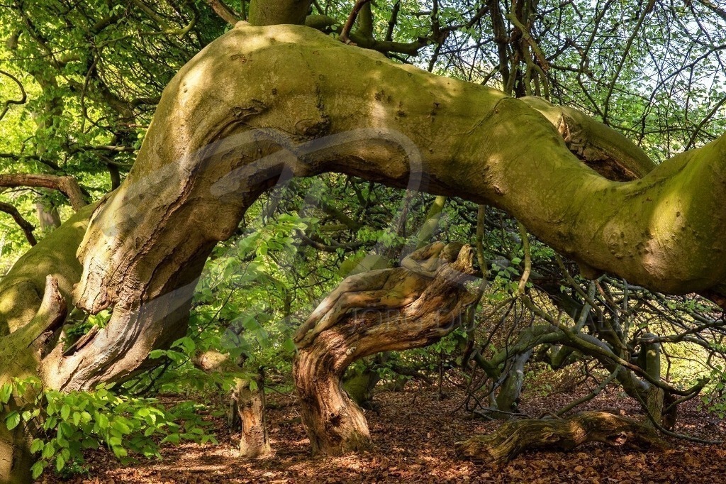 NatureArt-SÜNTELBUCHEN_7681 | Liegend unter den Süntelbuchen | #001 | Modell: Fee | Foto: Dirk Ludwig - Realisiert mit Pictrs.com