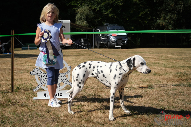Dalmatiner DZGD CDF in Hilden | Dalmatiner, Regionalgruppenausstellung DZGD / CDF) in Hilden. Richterin Margrit Martegani.  in Hilden  04.09.2022 Foto: Leo Wyden