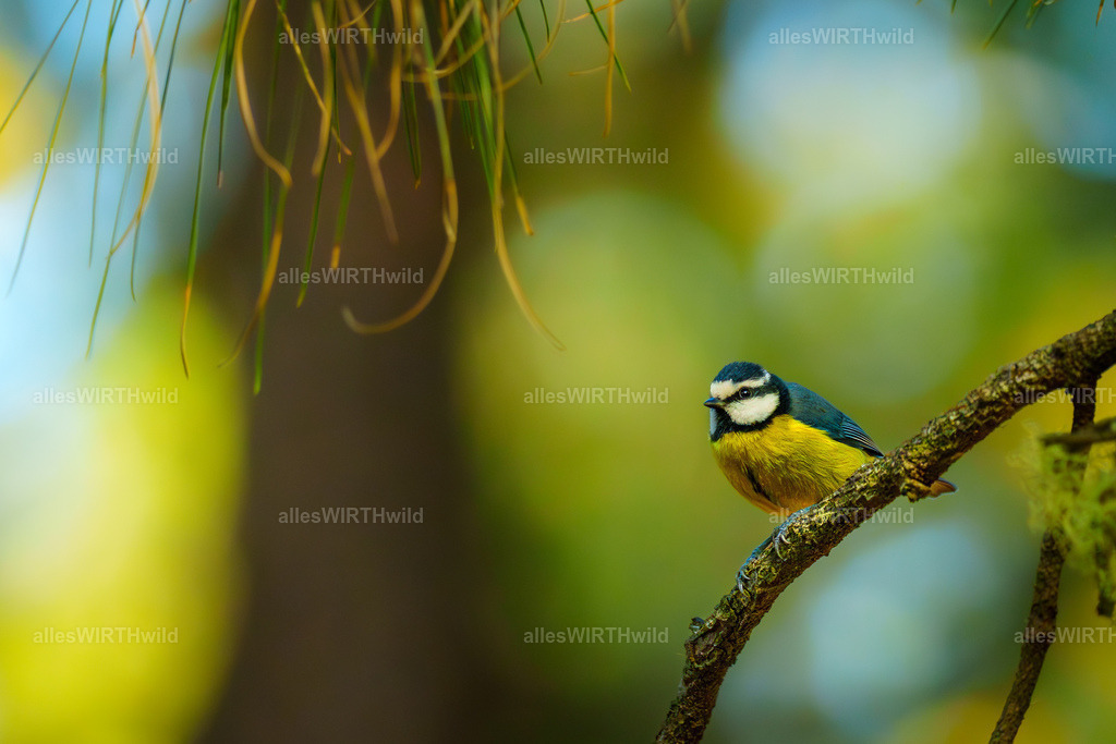 allesWIRTHgut Tierfotografie - allesWIRTHgut.de - 7IV02663 | Entdecke die faszinierende Welt der Natur- und Wildlife-Fotografie von Daniel und Bärbel. Inspirierende Bilder von wilden Tieren und kleinen Naturwundern.