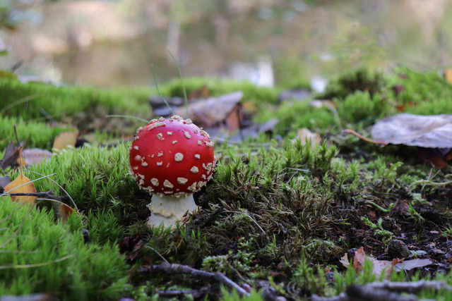 Fliegenpilz | Nahaufnahme von einem Pilz, Herbstlandschaft
