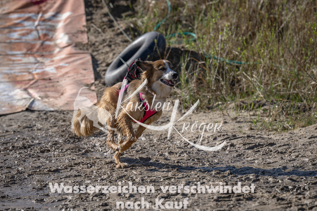 1505_ZZ90862 | kk-dogfotos