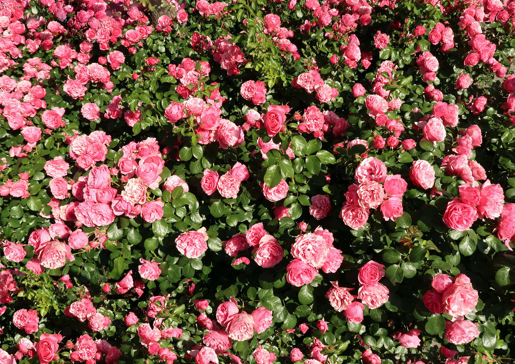 SJD_Rosen3_5561 | Beegebilder online. 
BIldarchiv von Beege Fotodesign mit ausgewählten Werken, die sich besonders gut für die Dekoration Ihrer Räume oder Wände eignen. 