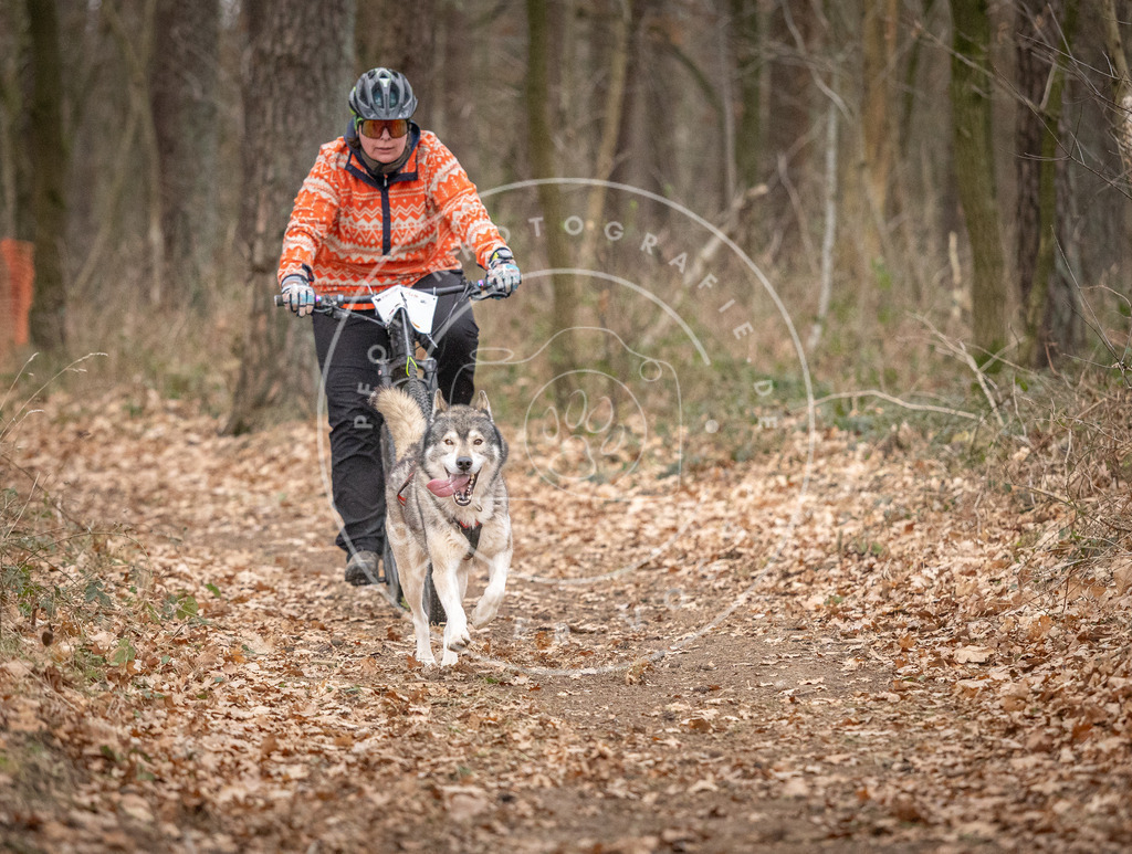 Pfotenfotografie_DV3A6424 | Hundefotografie, Tierfotograf, Pfotenfotografie, Fotoshooting Hund, Hunde Portrait, Hundesport, Hundeportraits, Heideshooting, Hunde, Sportfotograf, Hundefotograf, Turnierhundsport, THS,  - Realisiert mit Pictrs.com