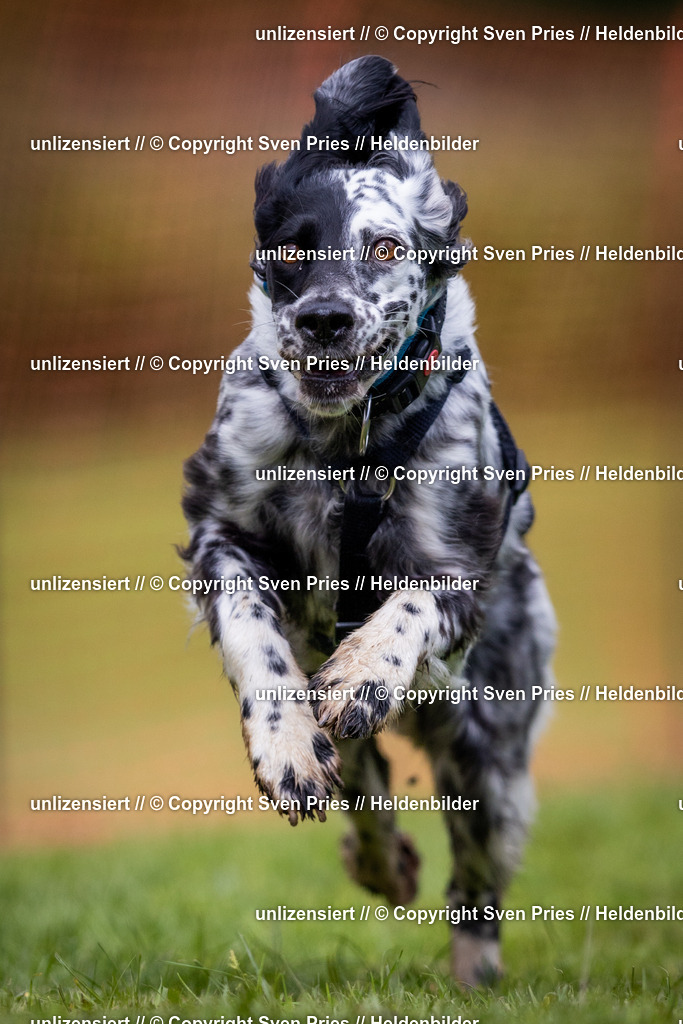 Sven Pries | 2024-04-21 - Hunderennen Baden-Oos
Foto: Sven Pries - Realisiert mit Pictrs.com