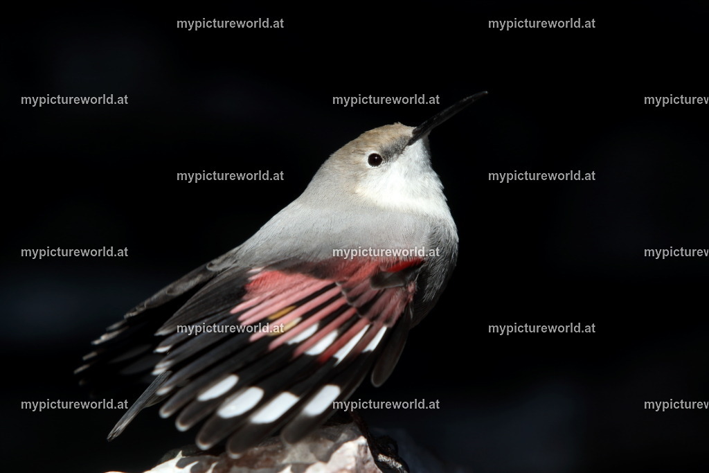 Mauerläufer-030 | Das Bilderarchiv über Tiere, Planzen und Landschaften. In der Bilddatenbank finden Sie ein große Auswahl an hochwertigen Bilder für Ihre Werbung - Realisiert mit Pictrs.com