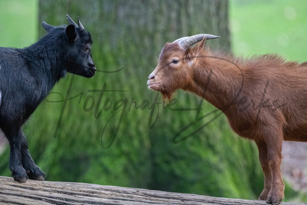 tiere-1-11 | fotografie-derks - Realisiert mit Pictrs.com