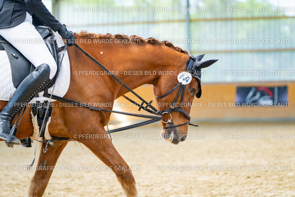 DSC08907 | Pferdegrafie