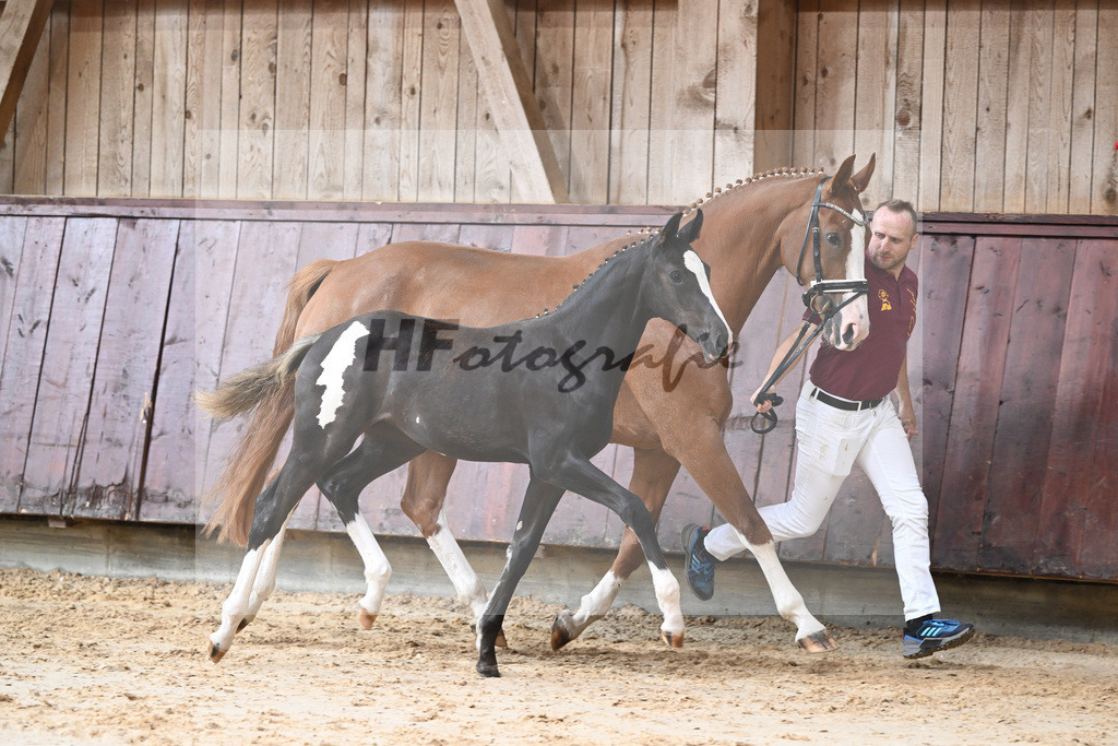 Kat-Nr. 10 HF Jameson RS2_Gestuet Greim_26230166 | hf-fotografie - Realizzato con Pictrs.com