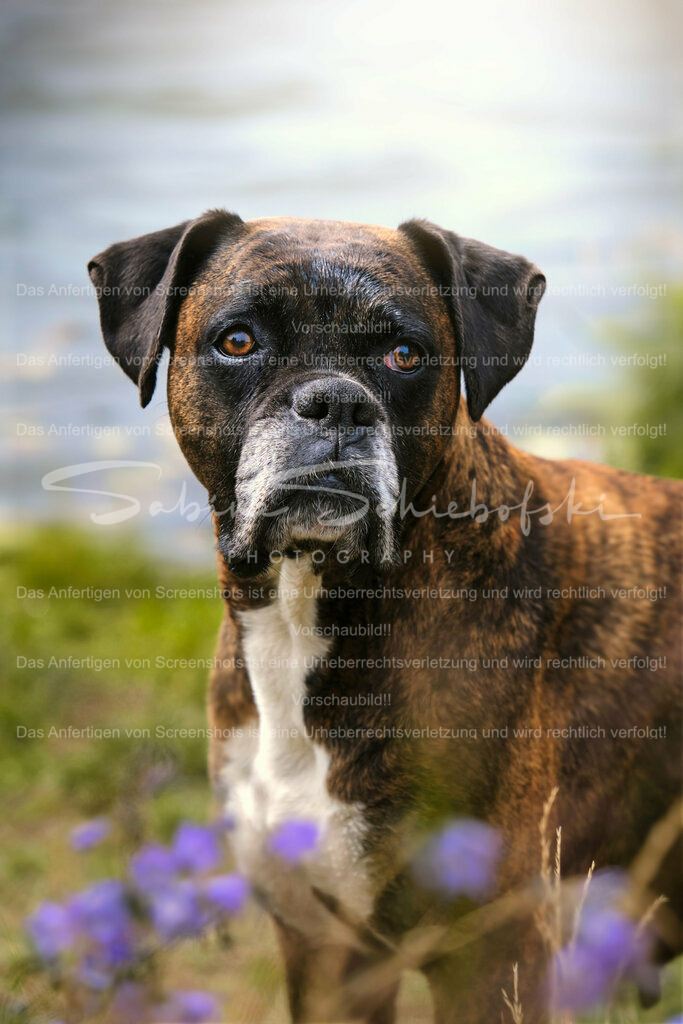 Wandbild Boxer "Kim" | People- und Tierfotografie, Imageaufnahmen, Veranstaltungsfotografie und Wandbilder aus der Natur ★ Made in Germany ✔️ Druck + Downloads ✔️ Naturfotografie in Top Qualität ★ schneller Versand, weltweite Lieferung! - Realisiert mit Pictrs.com