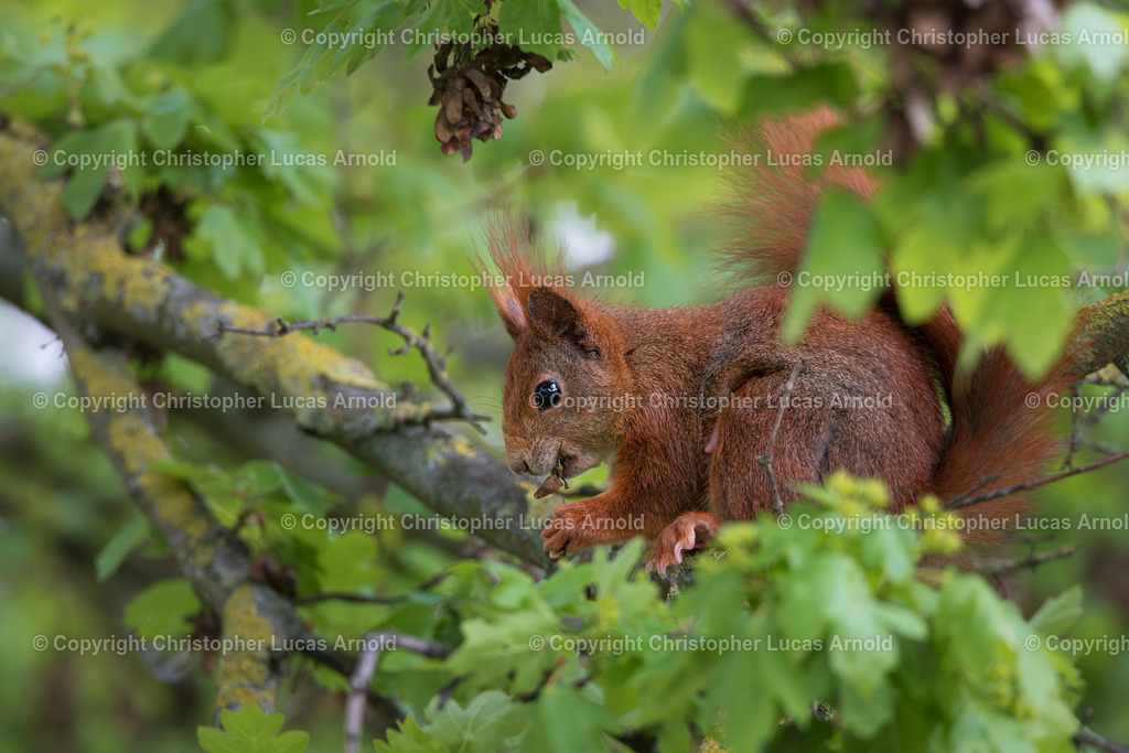 Eichhörnchen mit Futter | bildkomponist - Realisiert mit Pictrs.com