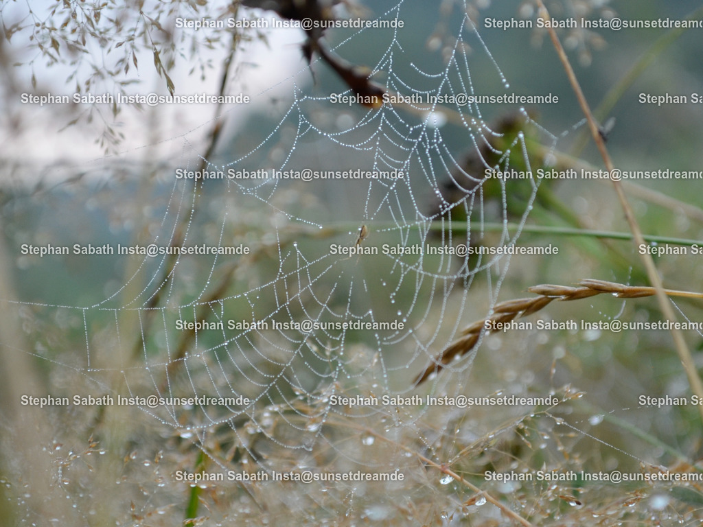 Spinne | Sie werden ihren Augen nicht trauen